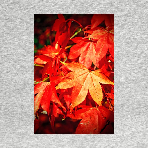 Autumn Acer Tree Westonbirt Arboretum Cotswolds by Andy Evans Photos